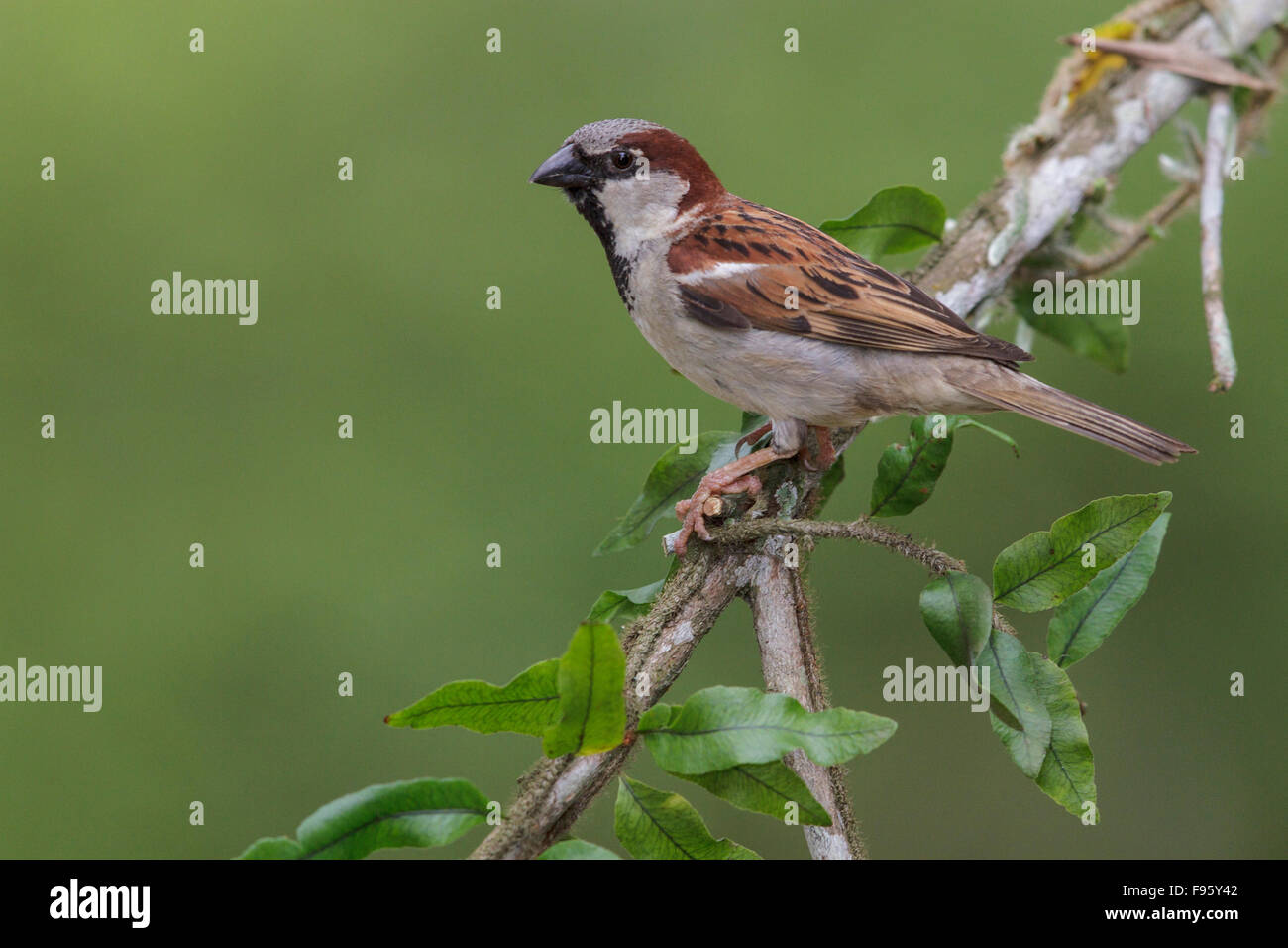House Sparrow (Passer domesticus) perched on a branch in the Atlantic rainforest of southeast Brazil. Stock Photo