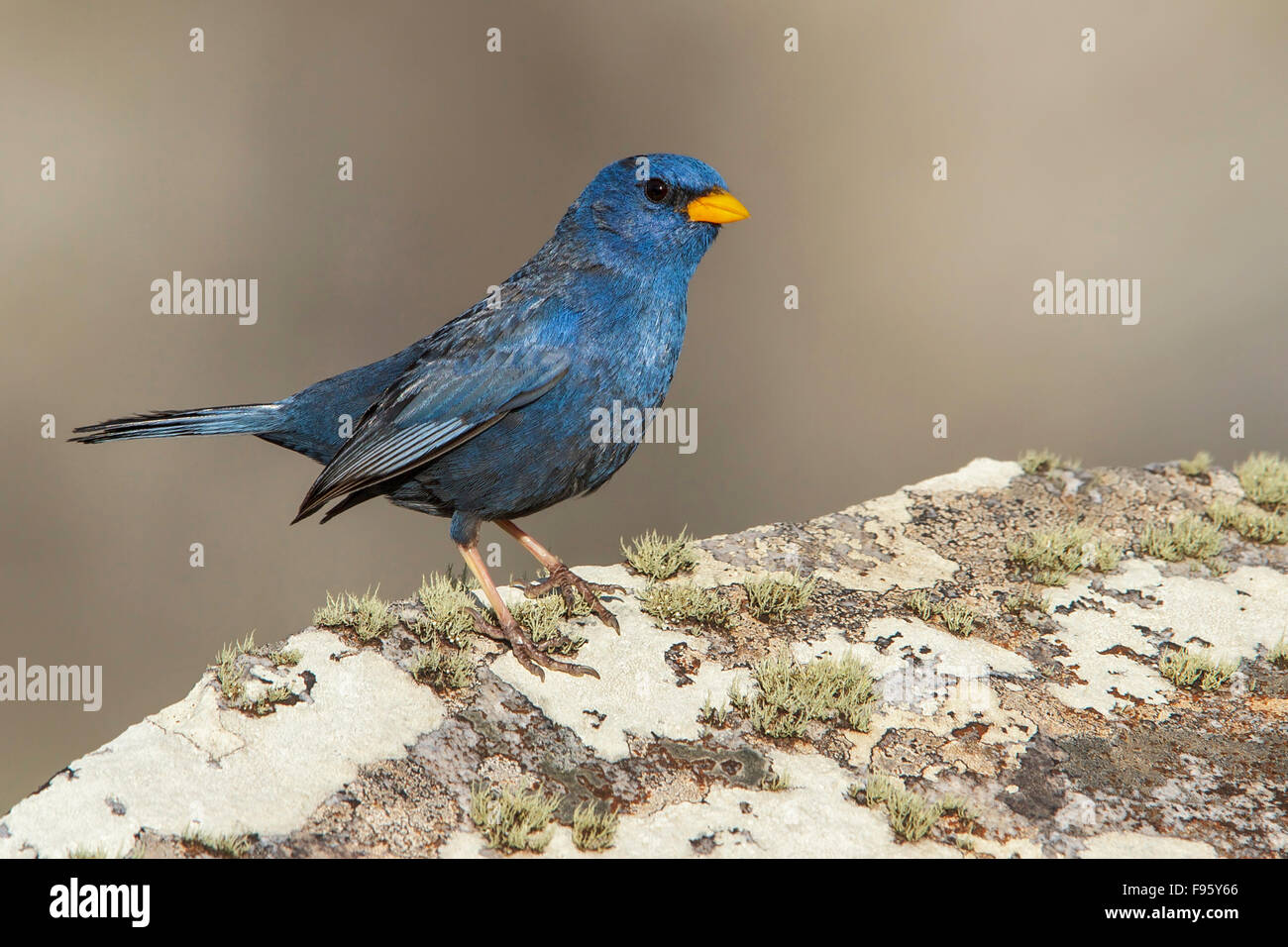 Blue finch hi-res stock photography and images - Alamy