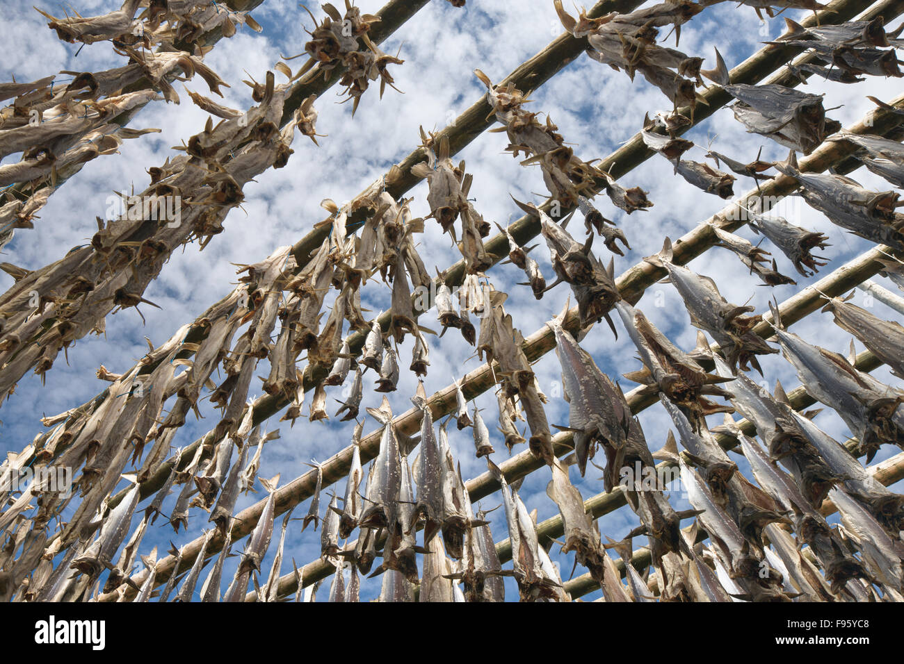 Outdoor fish drying rack, Iceland Stock Photo Alamy