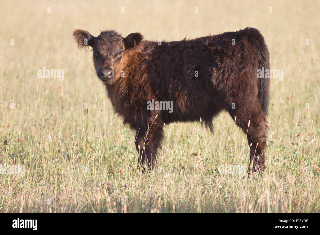 Galloway calf, Alberta, Canada  property released Stock Photo