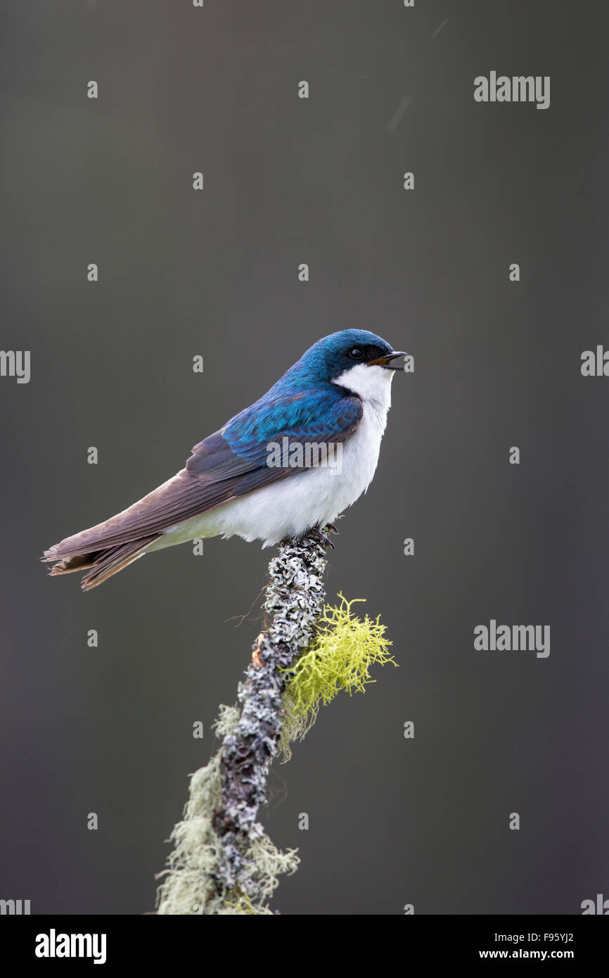 Tree swallow (Tachycineta bicolor), male, singing in the rain, Lac Le Jeune, British Columbia. Stock Photo