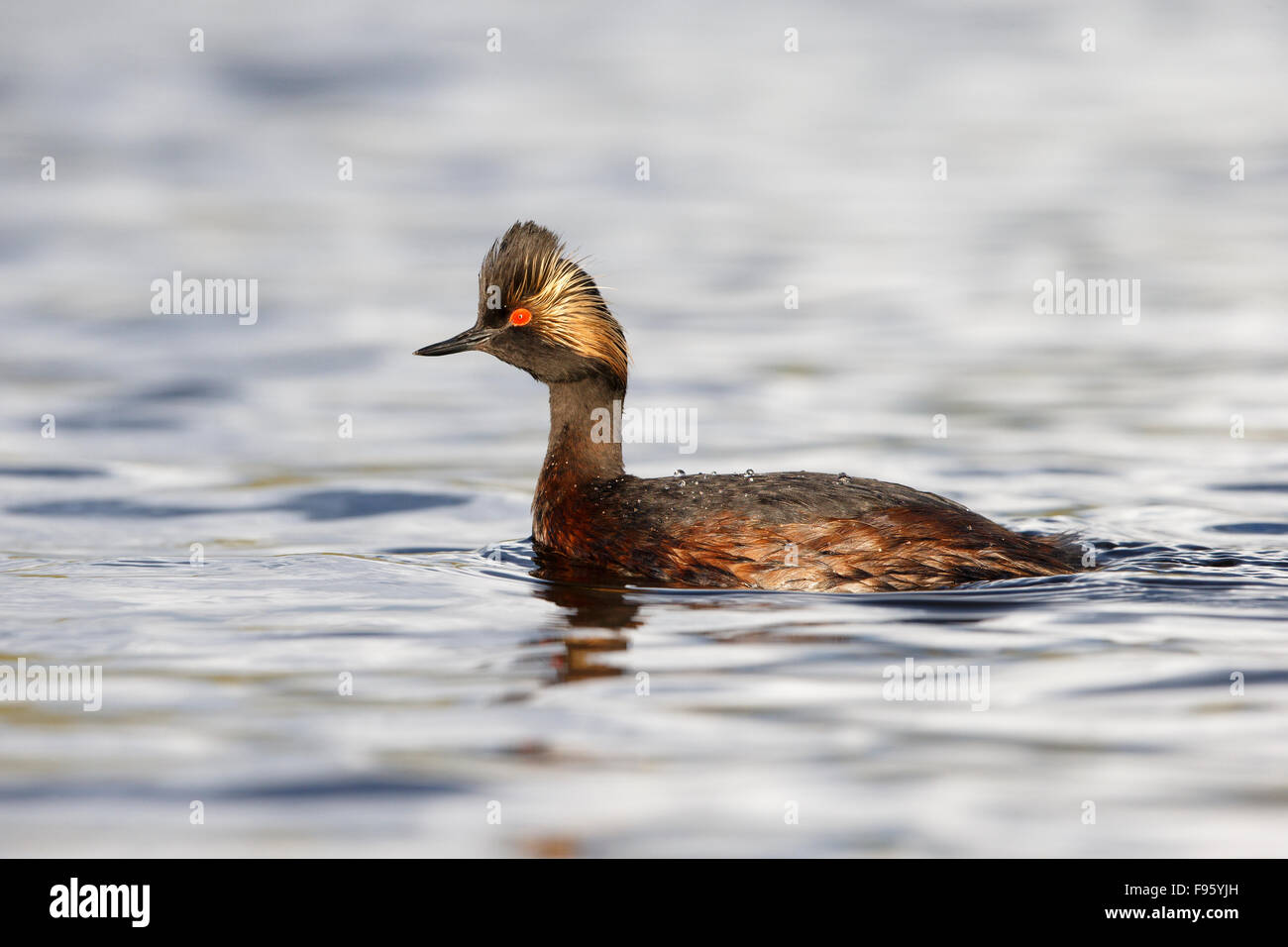 Eared grebe (Podiceps nigricollis), in breeding plumage, near Tunkwa Lake, British Columbia. Stock Photo