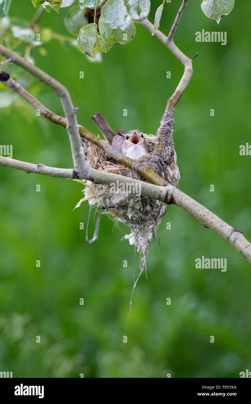 Warbling vireo (Vireo gilvus), male singing on nest while incubating eggs, in trembling aspen (Populus tremuloides), near Logan Stock Photo