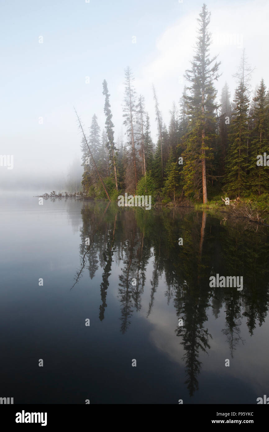 Forested shoreline on misty morning, Lac Le Jeune, British Columbia. Stock Photo