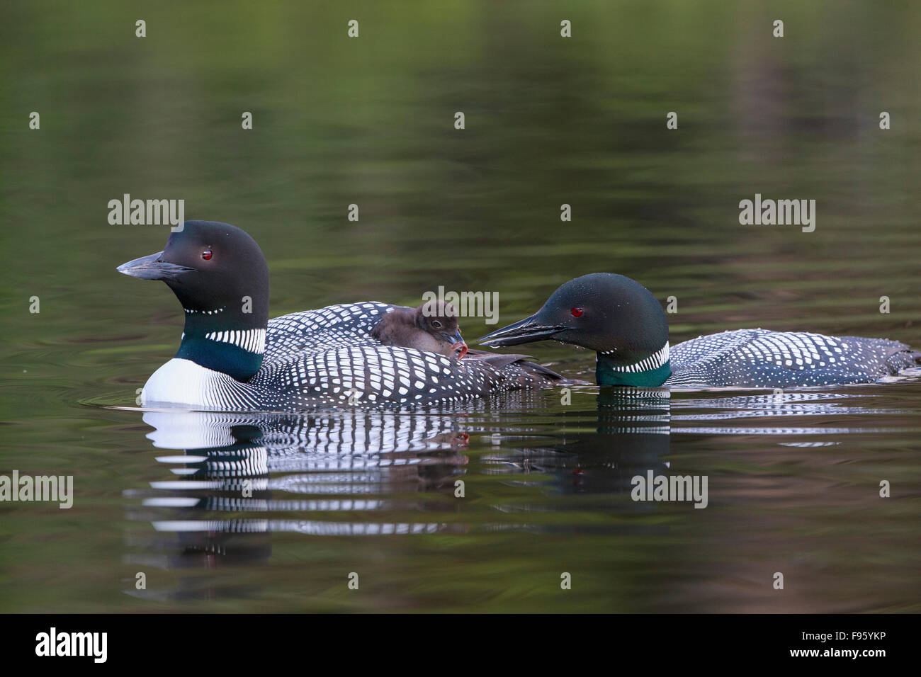 Common loon (Gavia immer), adult feeding leech (Class Hirudinea) to chick riding on the other adult's back,  Lac Le Jeune, Stock Photo