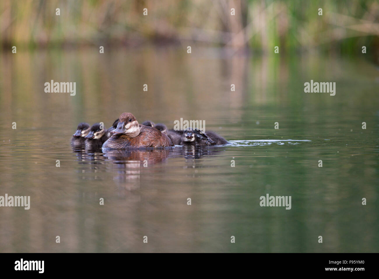 Ruddy duck (Oxyura jamaicensis), female and ducklings, Kamloops, British Columbia. Stock Photo