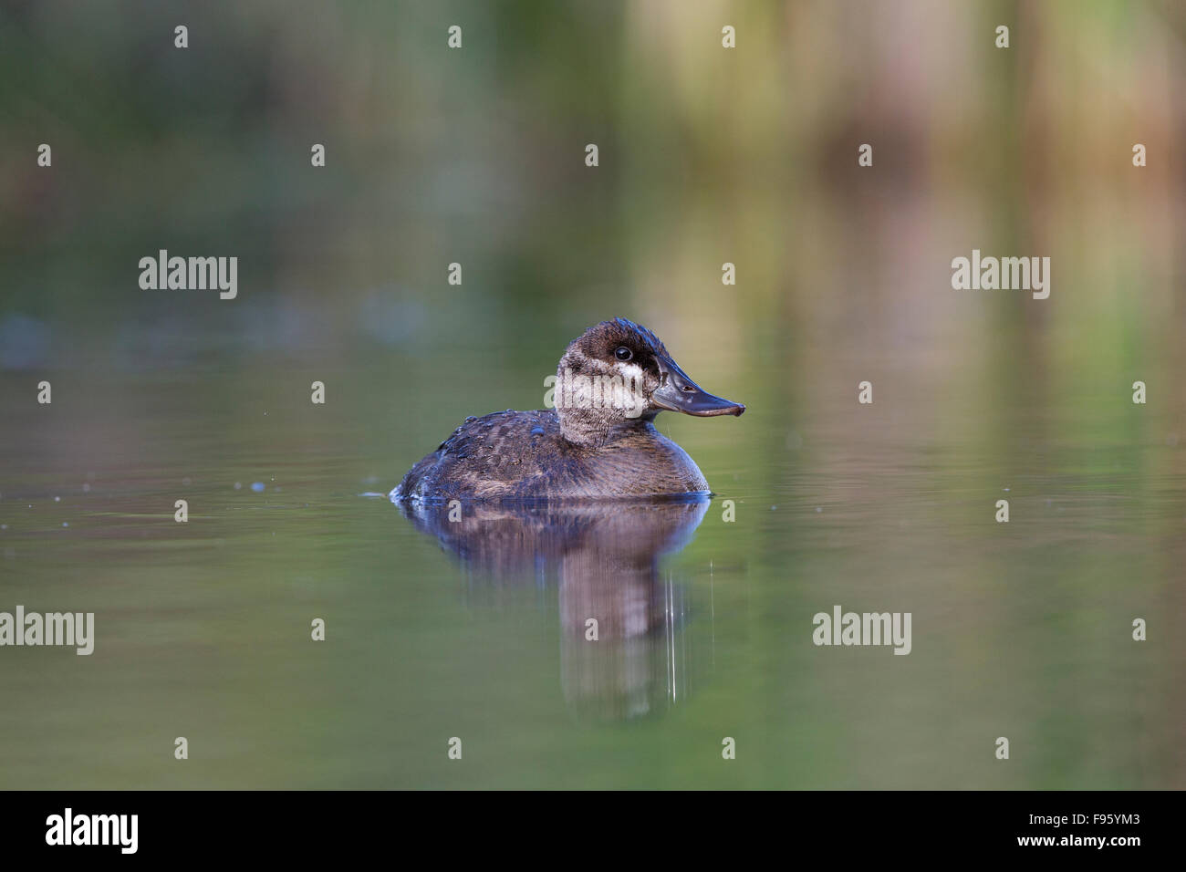 Ruddy duck (Oxyura jamaicensis), female, Kamloops, British Columbia. Stock Photo