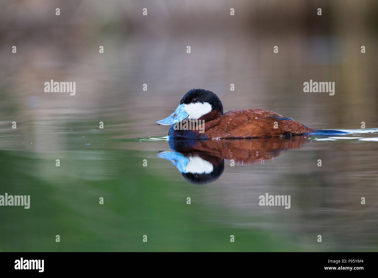 Ruddy duck (Oxyura jamaicensis), male, Kamloops, British Columbia. Stock Photo