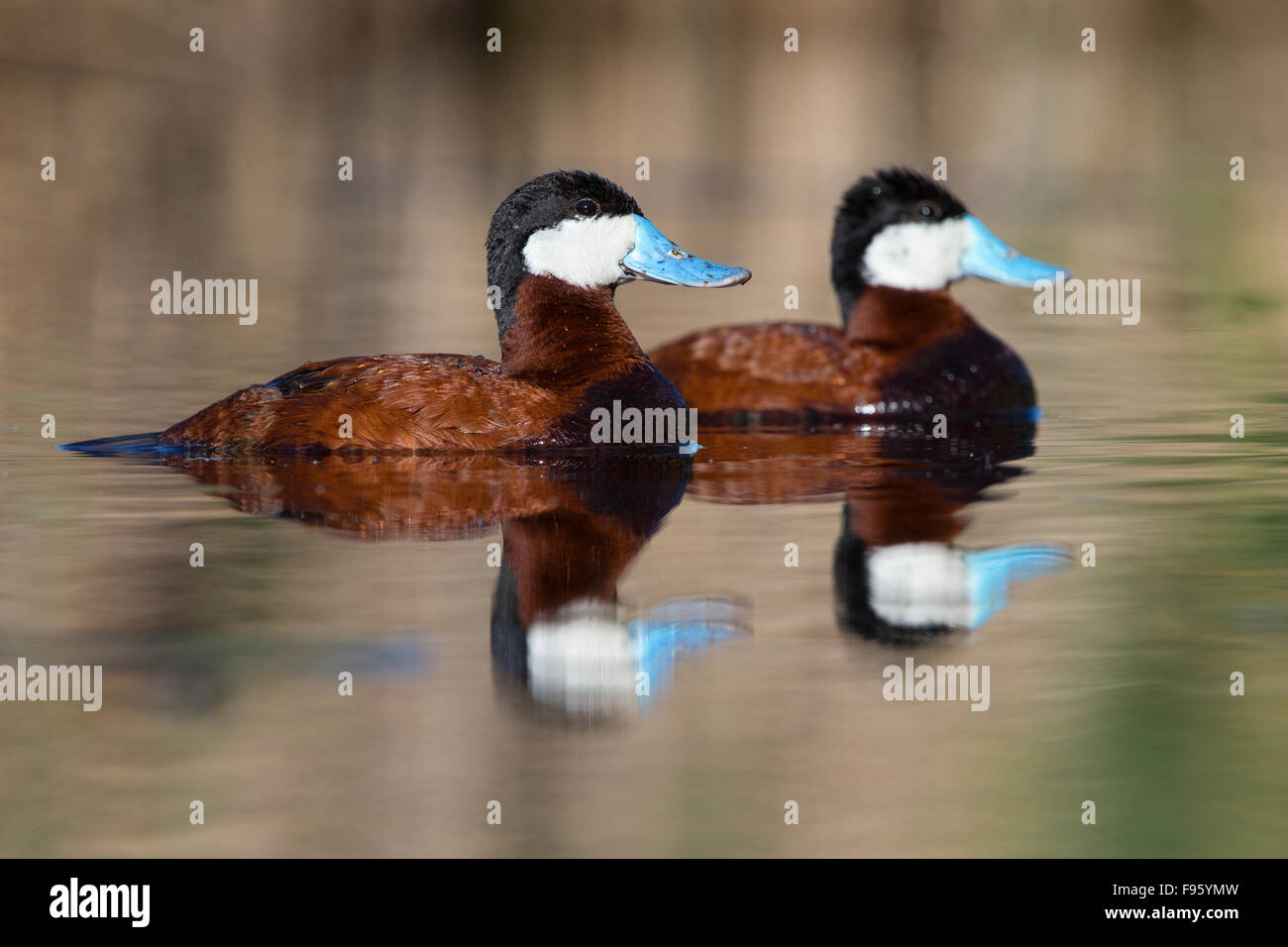 Ruddy duck (Oxyura jamaicensis), male, Kamloops, British Columbia. Stock Photo