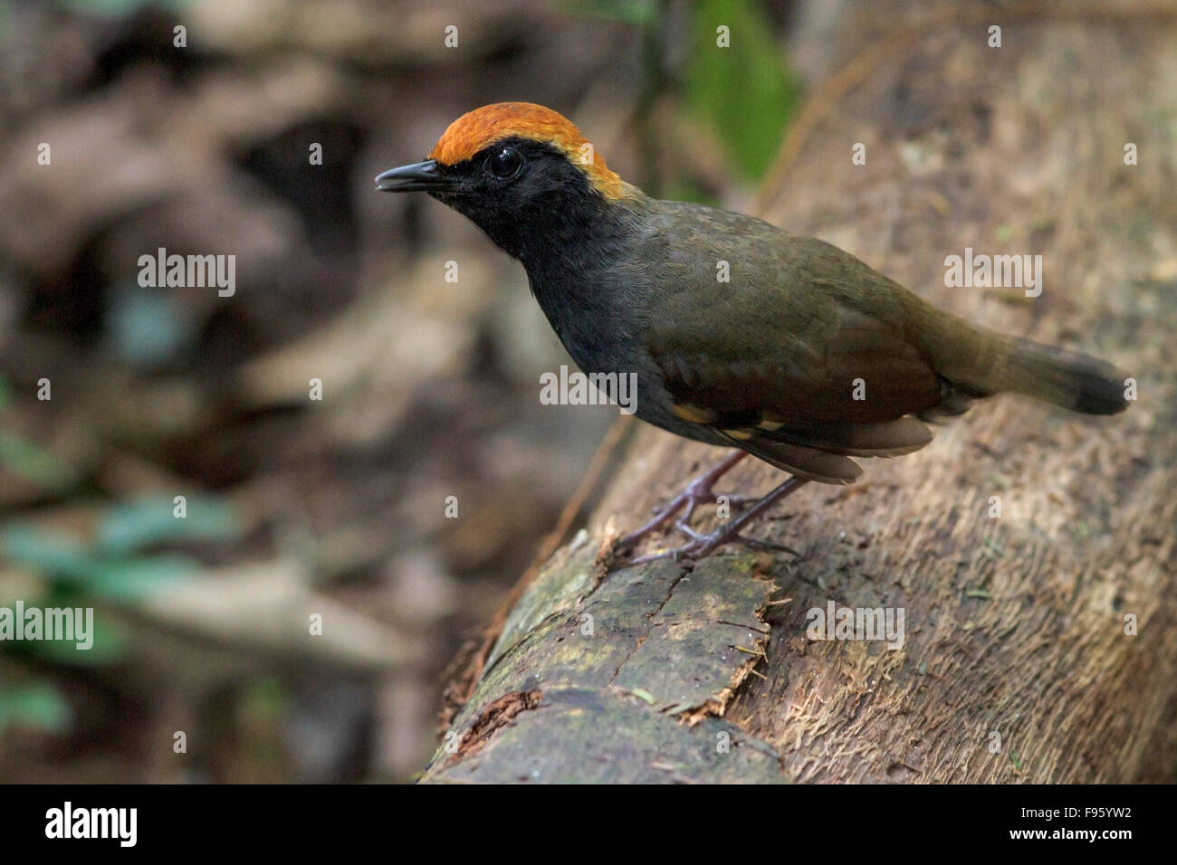 Rufouscapped Antthrush (Formicarius colma) perched on a branch in the Atlantic rainforest of southeast Brazil. Stock Photo