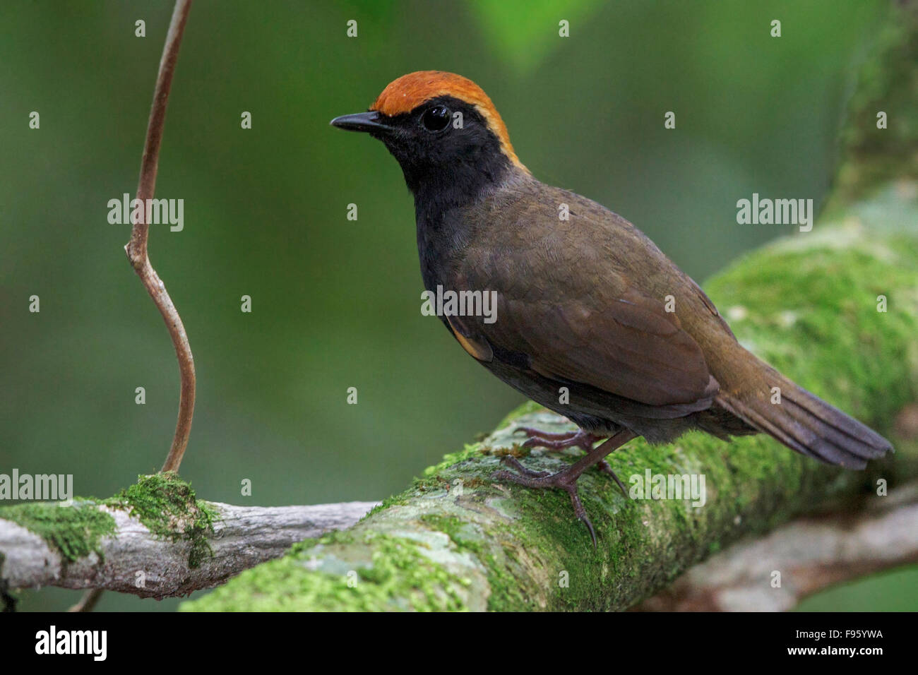 Rufouscapped Antthrush (Formicarius colma) perched on a branch in the Atlantic rainforest of southeast Brazil. Stock Photo