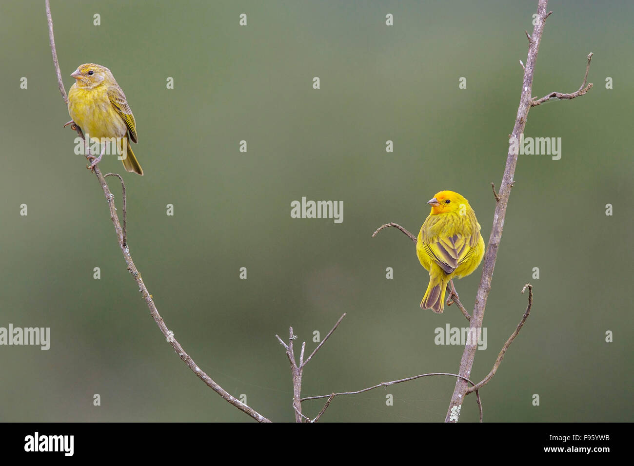 Saffron Finch (Sicalis flaveola) perched on a branch in the Atlantic rainforest of southeast Brazil. Stock Photo