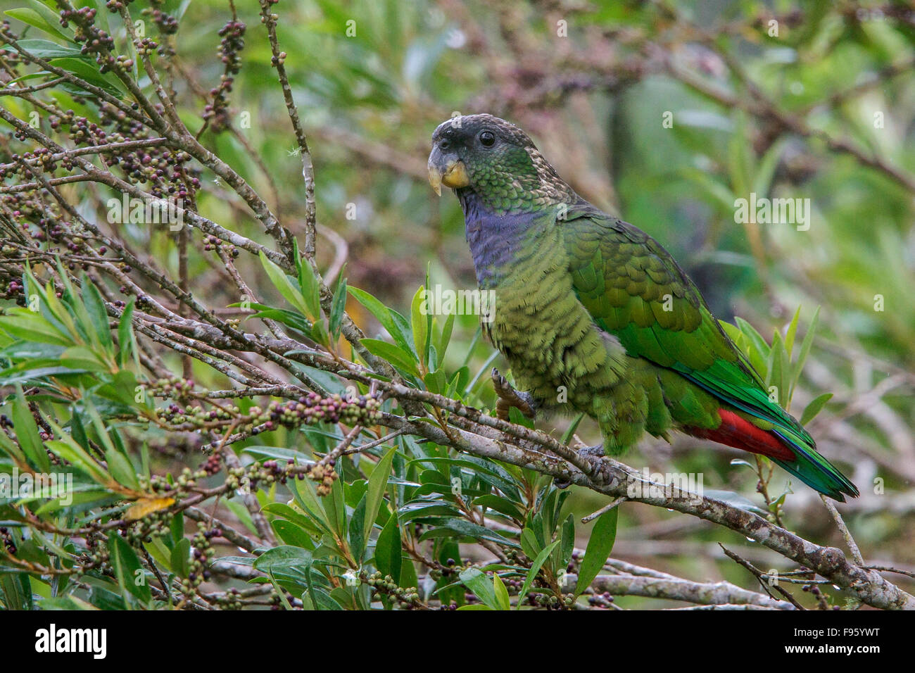Pionus maximiliani hires stock photography and images Alamy
