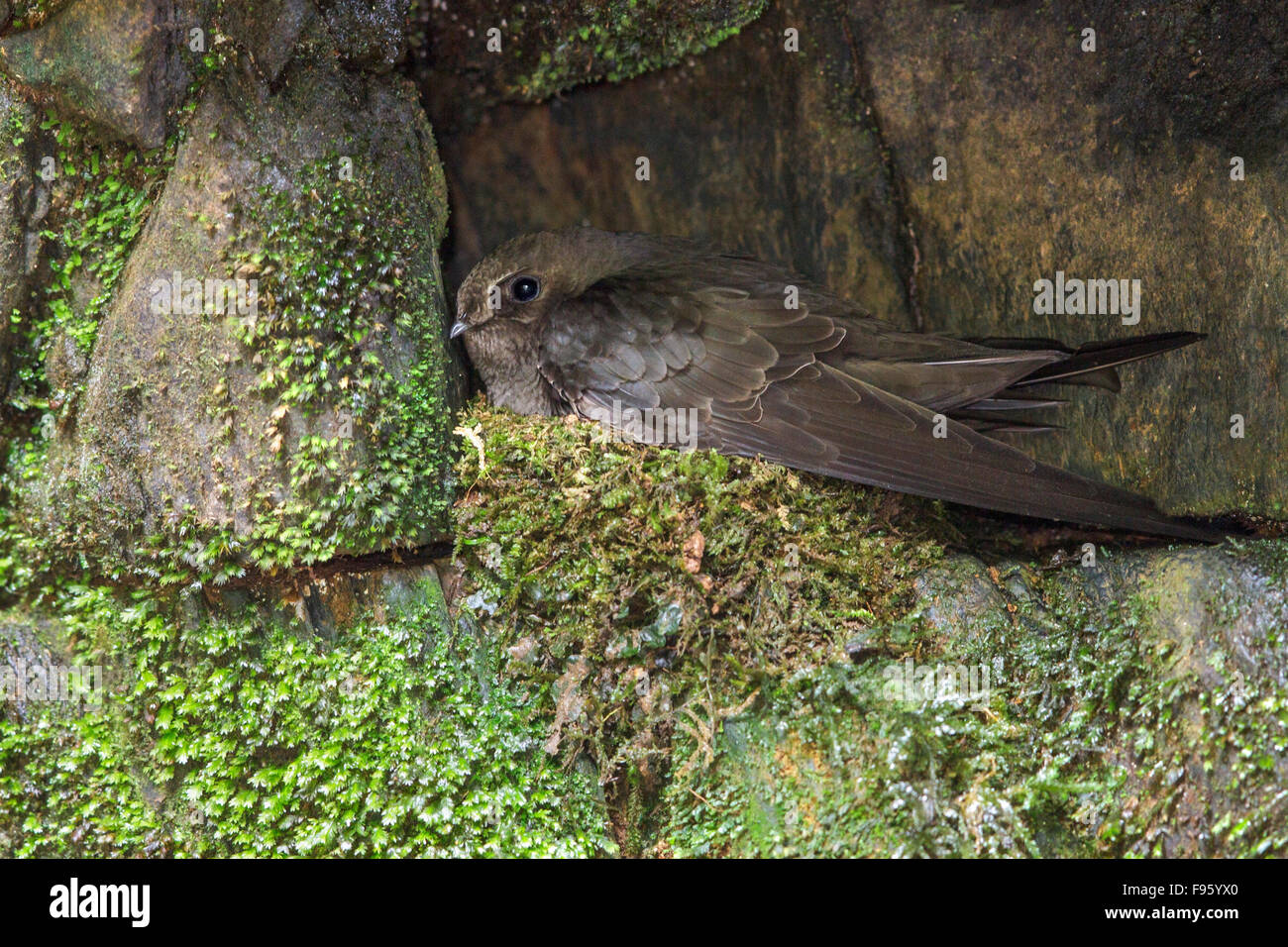Sooty Swift (Cypseloides fumigatus) nesting on a cliff in the Atlantic rainforest of southeast Brazil. Stock Photo