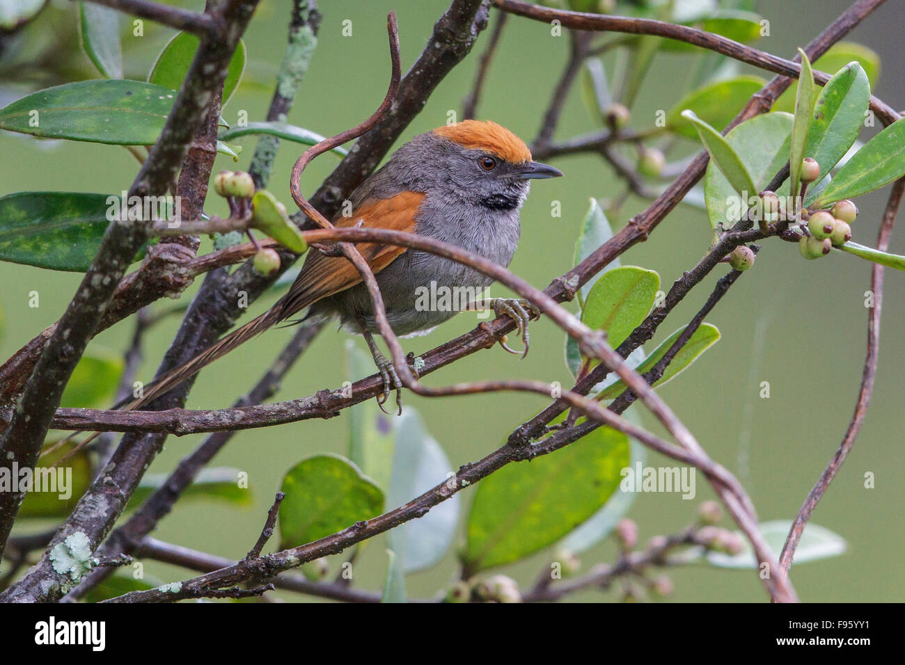 Spix's Spinetail (Synallaxis spixi) perched on a branch in the Atlantic rainforest of southeast Brazil. Stock Photo