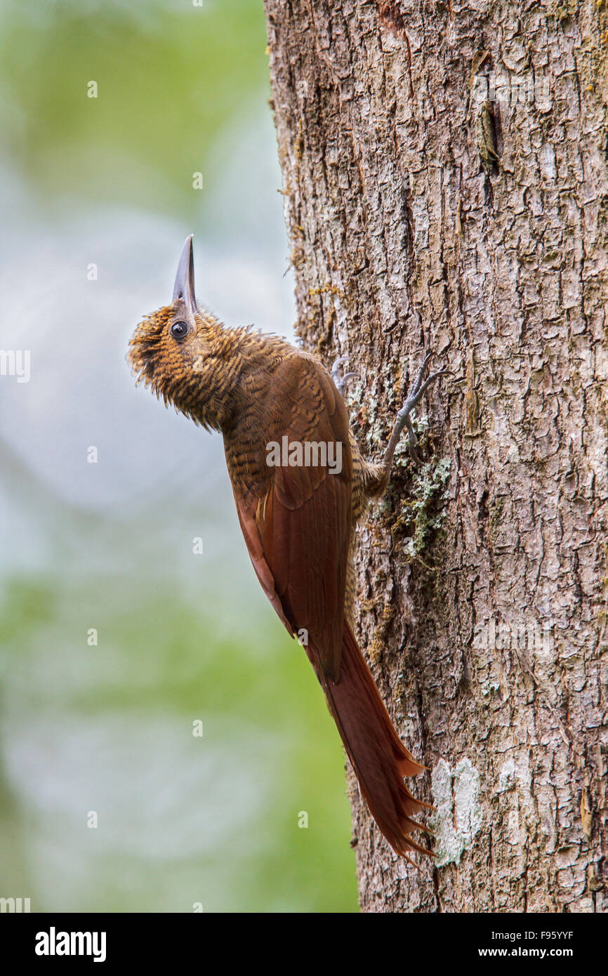 Northern Barred Woodcreeper (Dendrocolaptes sanctithomae) perched on a branch in Costa Rica. Stock Photo