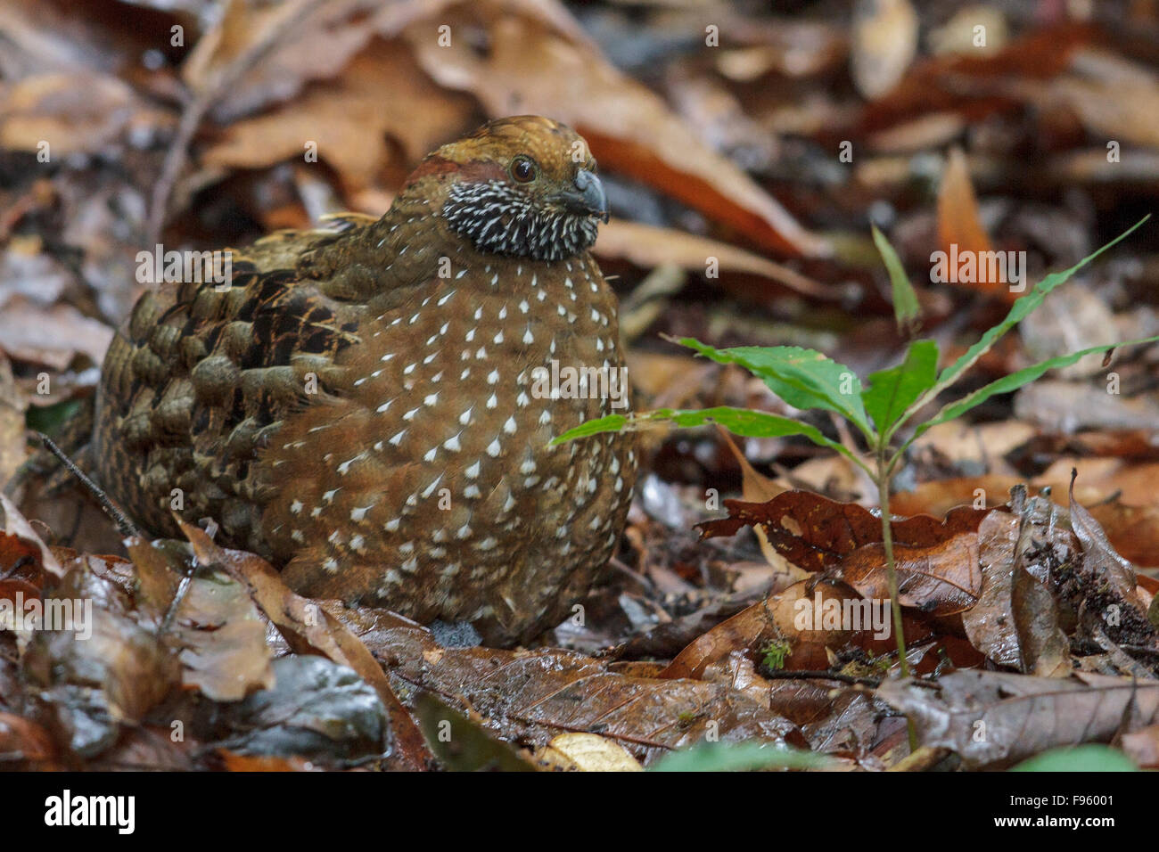 How To Raise Bobwhite Quail For Release Sciencing
