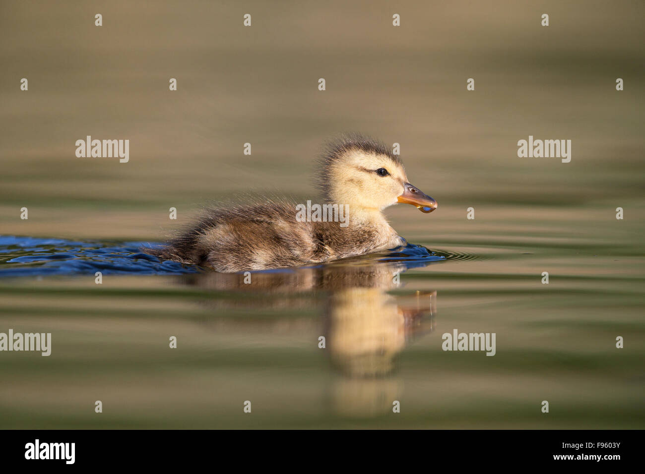 Mallard (Anas platyrhynchos), duckling, Kamloops, British Columbia. Stock Photo