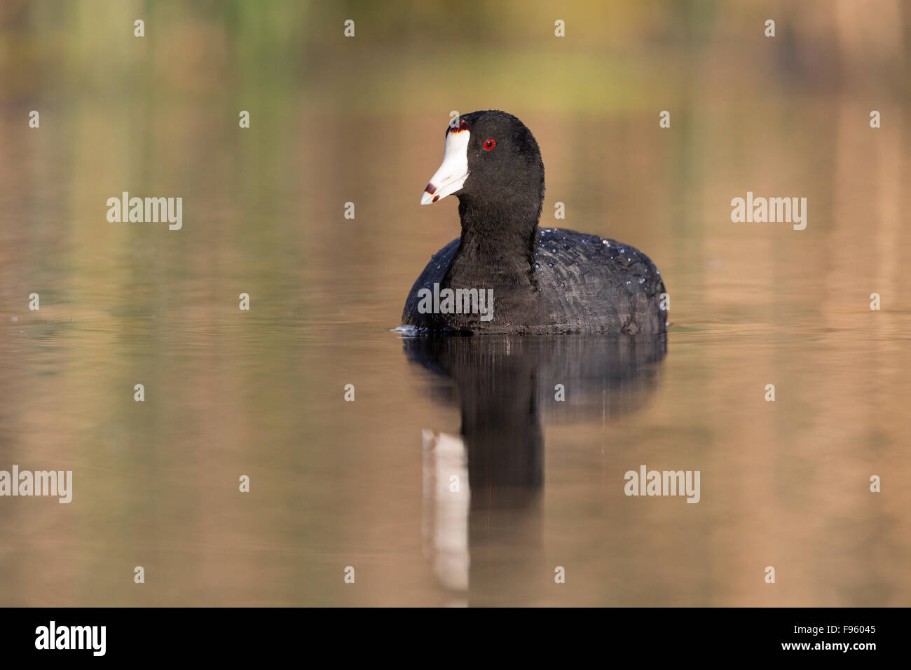 American coot (Fulica americana), Kamloops, British Columbia. Stock Photo