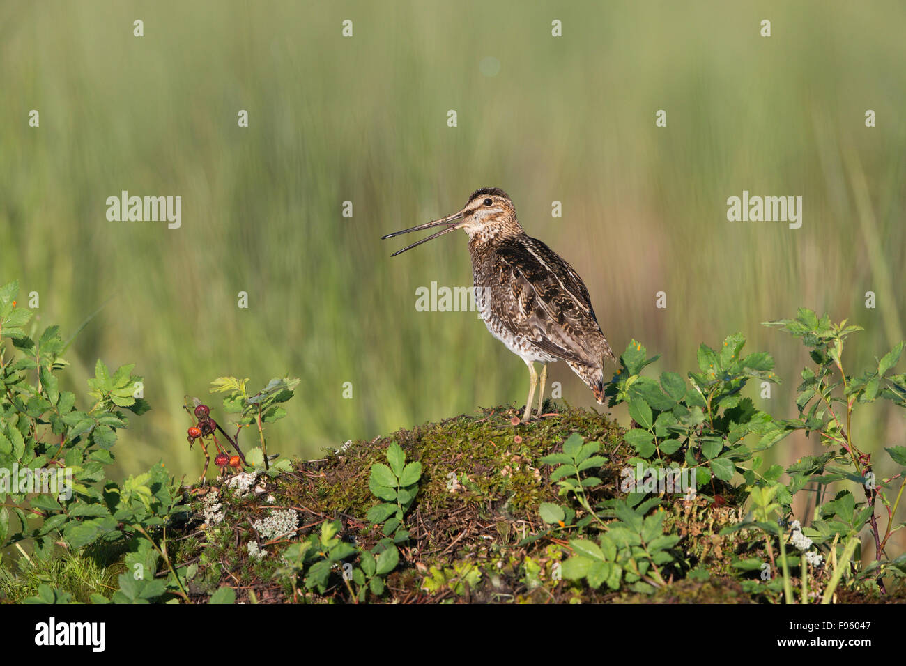 Wilson's snipe (Gallinago delicata), calling, Lac Le Jeune, British Columbia. Bird attracted to perch setup with recorded call. Stock Photo