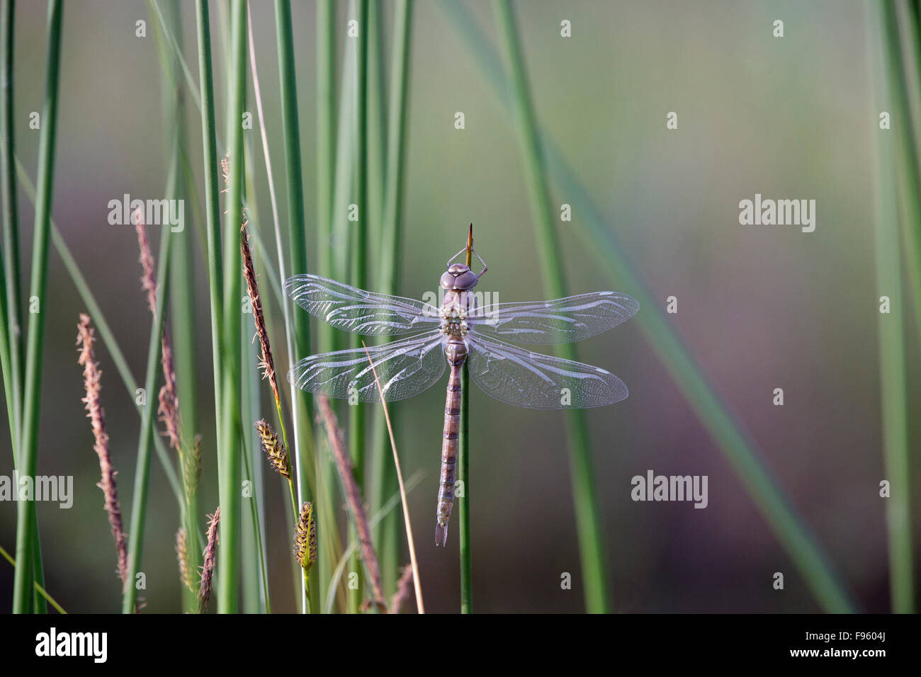 Dragonfly (darner, F. Aeshnidae) Lac Le Jeune, British Columbia. probably female Stock Photo