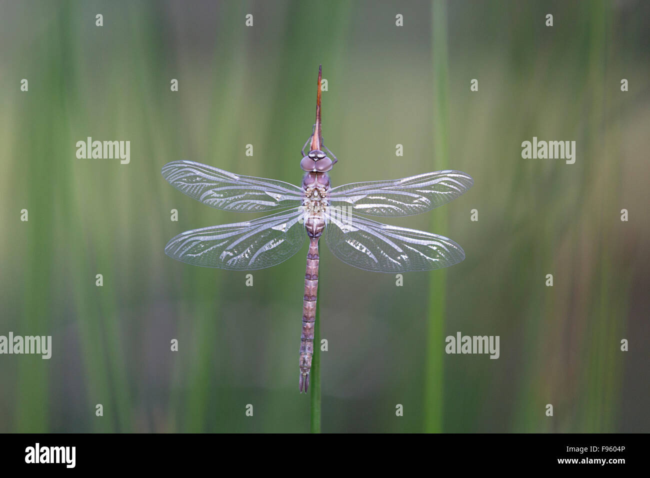Dragonfly (darner, F. Aeshnidae) Lac Le Jeune, British Columbia. probably female Stock Photo