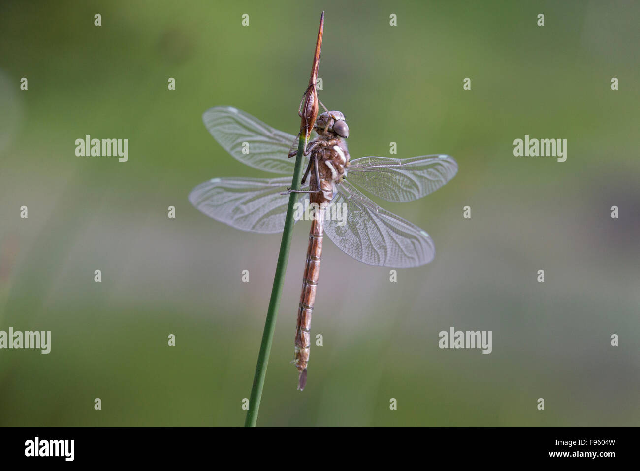 Lac Insect High Resolution Stock Photography And Images Alamy