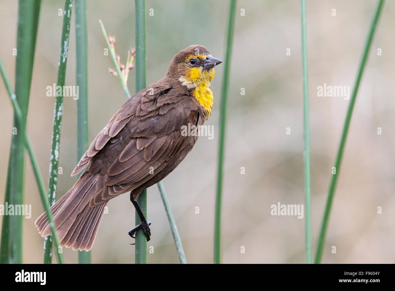 Yellowheaded blackbird (Xanthocephalus xanthocephalus), female, Kamloops, British Columbia. Stock Photo