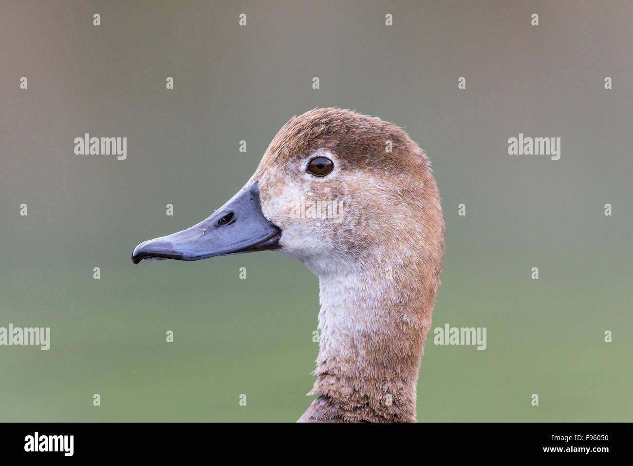 Redhead (Aythya americana), female, Kamloops, British Columbia. Stock Photo