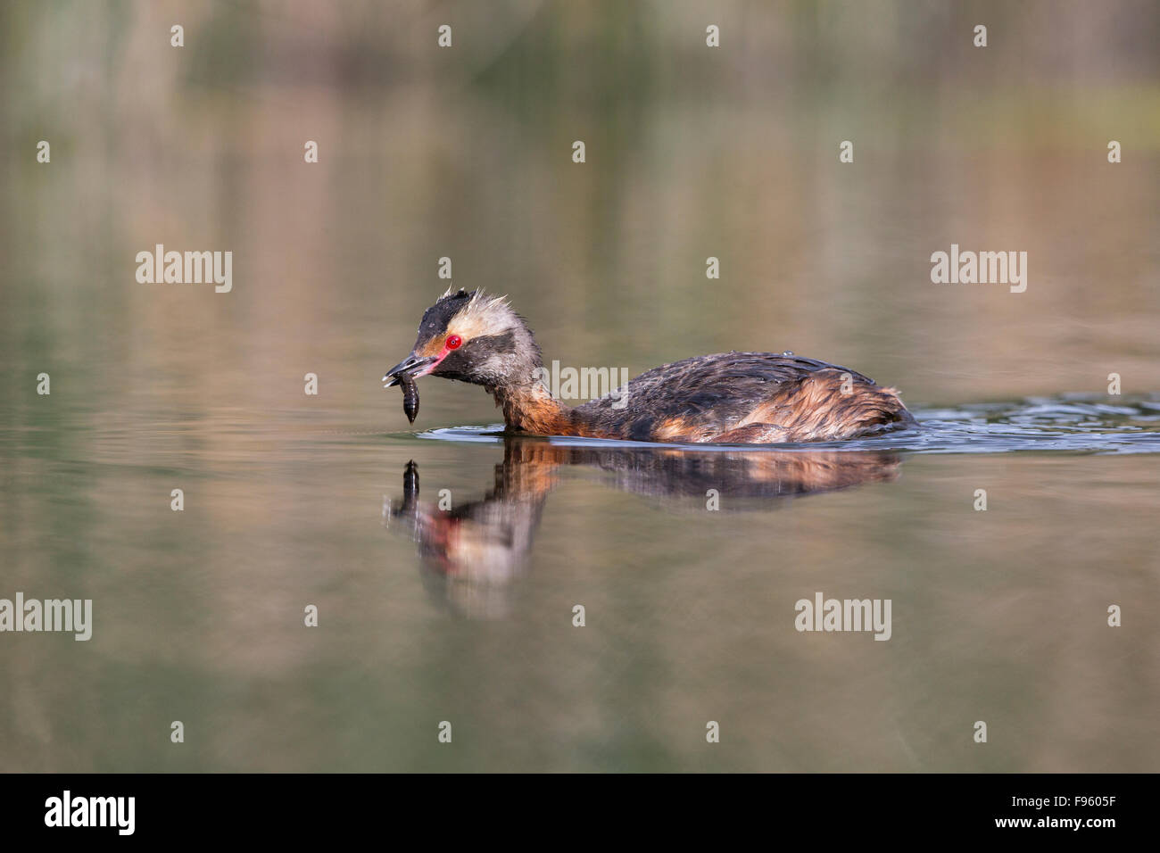 Horned grebe (Podiceps auritus), adult with dragonfly naiad (O. Odonata) to feed to chick, Kamloops, British Columbia. Stock Photo