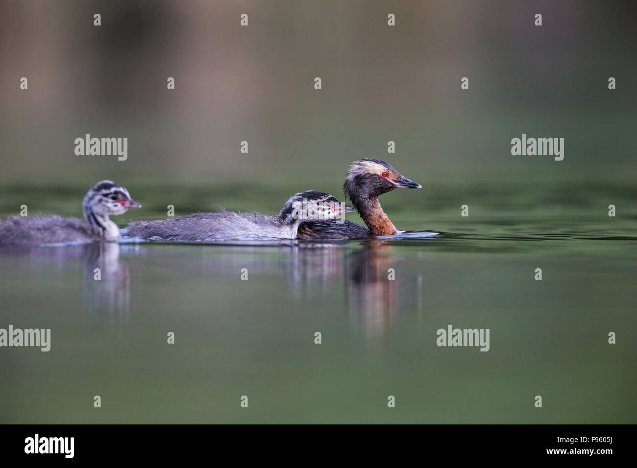 Horned grebe (Podiceps auritus), adult and chicks, Kamloops, British Columbia. Stock Photo