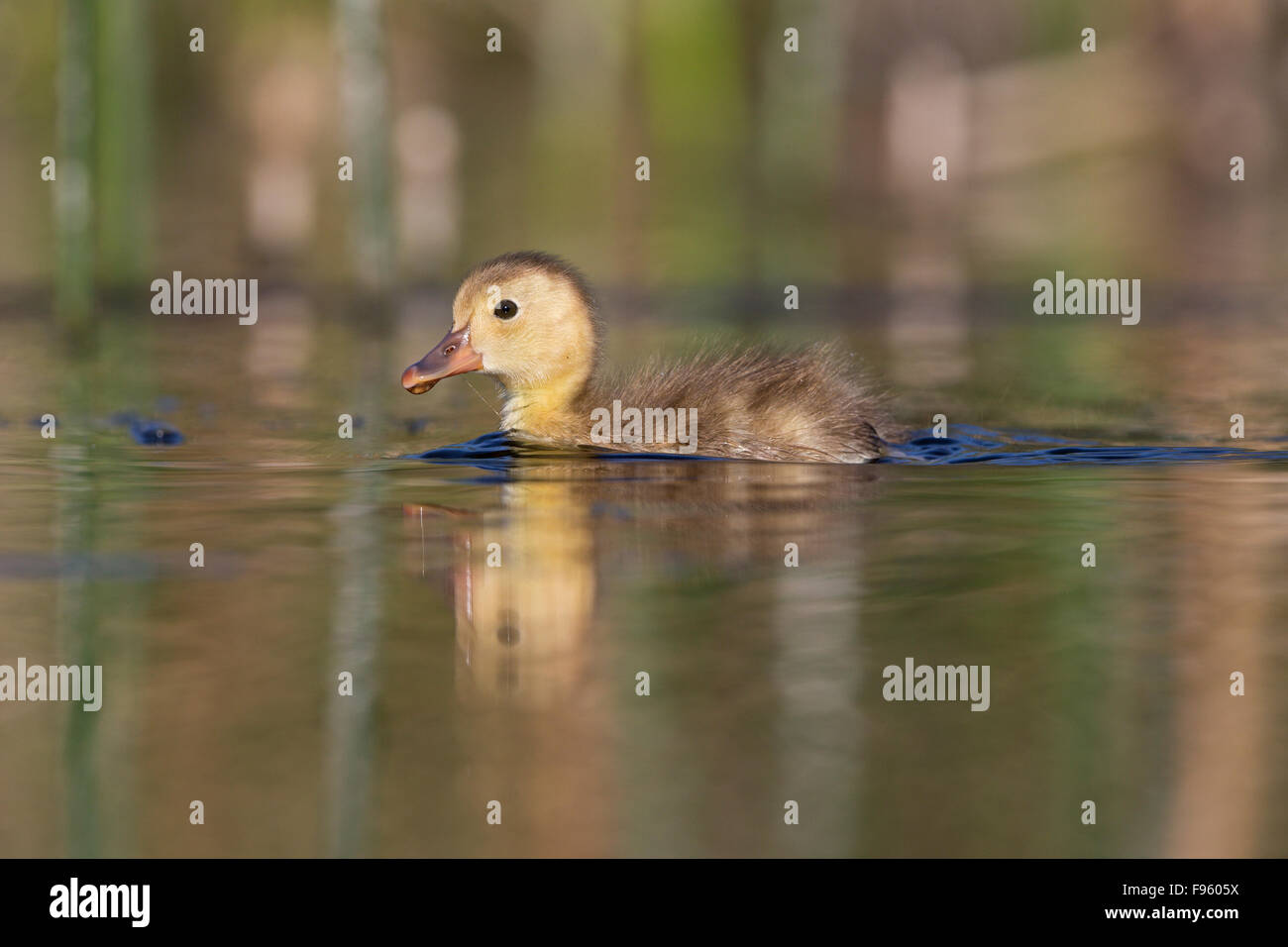 Redhead (Aythya americana), duckling, Kamloops, British Columbia. Stock Photo