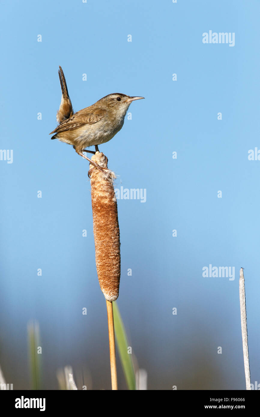 Marsh wren (Cistothorus palustris), male, on cattail (Typha sp.), Lac Le Jeune, British Columbia. Stock Photo