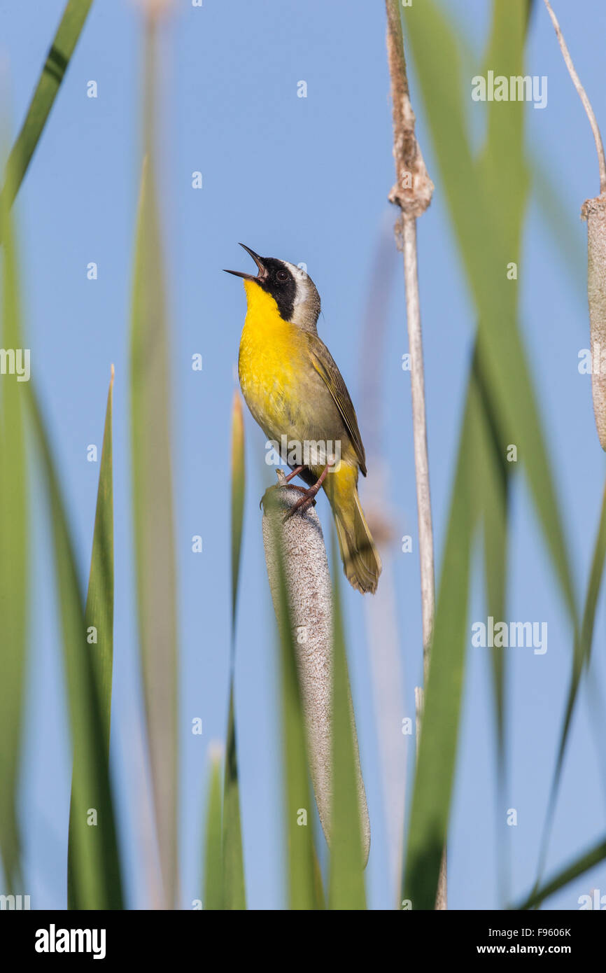 Common yellowthoat (Geothlypis trichas), male singing, on cattail (Typha sp.), Lac Le Jeune, British Columbia. Stock Photo