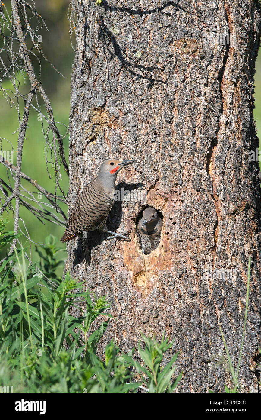 Northern flicker (Colaptes auratus), adult male and female chick at nest cavity in ponderosa pine (Pinus ponderosa), near Stock Photo