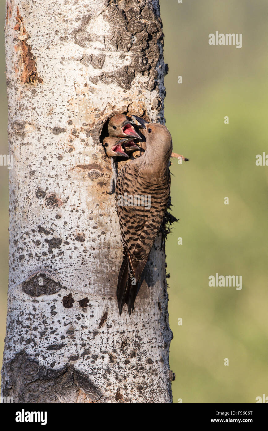 Northern flicker (Colaptes auratus), adult female feeding ants and ant larvae to chicks at nest hole in trembling aspen Stock Photo
