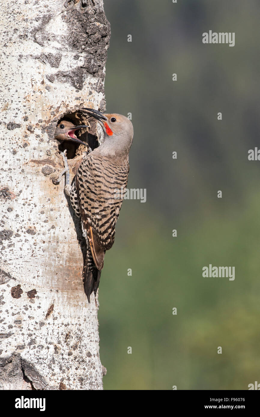 Northern flicker (Colaptes auratus), adult male feeding female chick at nest hole in trembling aspen (Populus tremuloides), Stock Photo