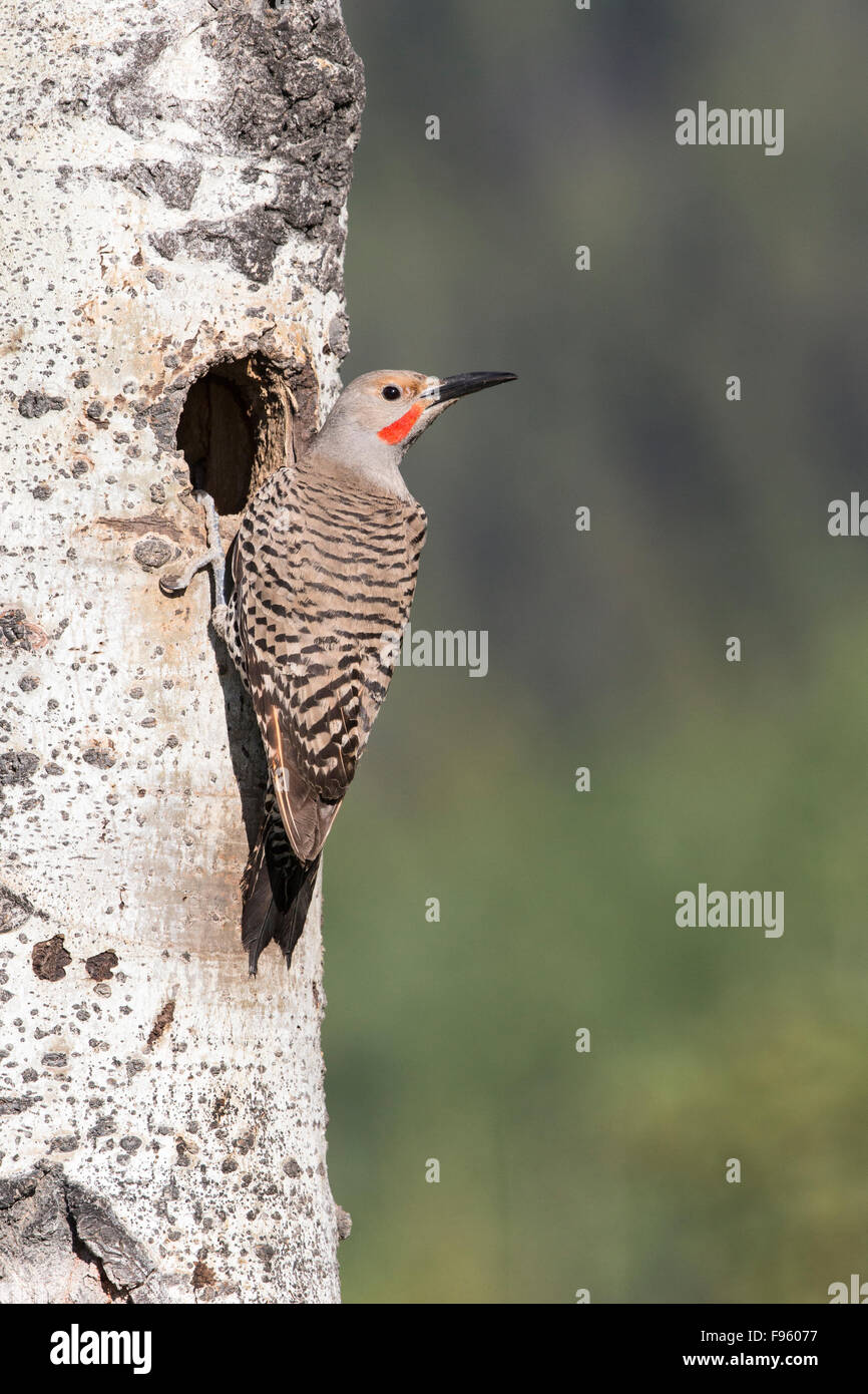 Northern flicker (Colaptes auratus), adult male at nest hole (with chicks inside) in trembling aspen (Populus tremuloides), Stock Photo