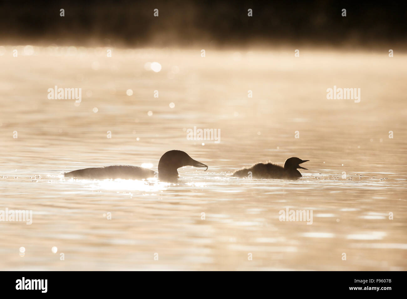 Common loon (Gavia immer), adult with insect to feed to chick, on misty morning,  Lac Le Jeune, British Columbia. Stock Photo