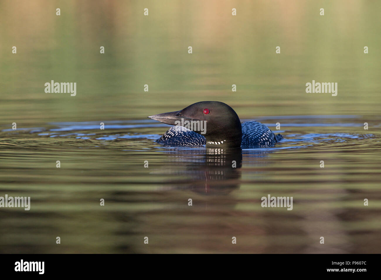 Common loon (Gavia immer), adult swimming low in the water, Lac Le Jeune, British Columbia. Stock Photo