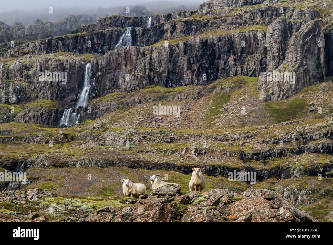 Icelandic sheep standing on ridge in the foregound of a waterfall in ...