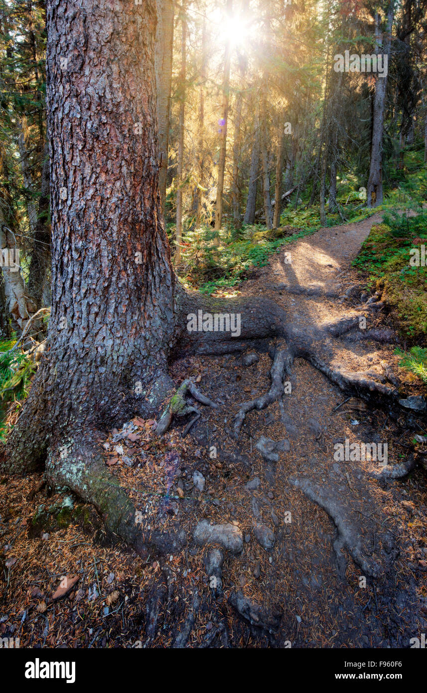 West Opabin Trail, Yoho National Park, British Columbia, Canada Stock Photo