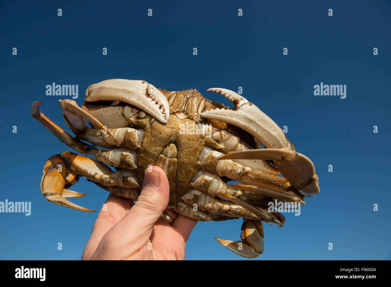 Dungeness crab, Metacarcinus magister, British Columbia, Canada Stock