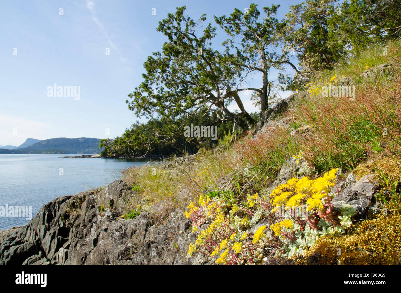 Powdery dudleya, Dudleya farinosa, Portland Island, Gulf Islands, British Columbia, Canada Stock Photo