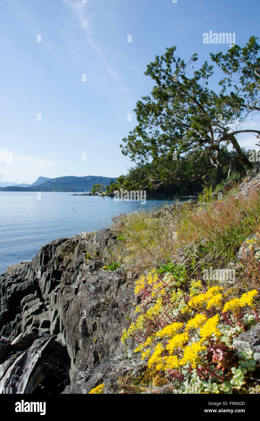 Powdery dudleya, Dudleya farinosa, Portland Island, Gulf Islands, British Columbia, Canada Stock Photo