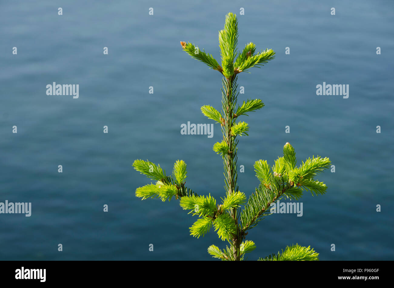 Young Douglas fir,  Pseudotsuga menziesii, on seashore, British Columbia, Canada Stock Photo