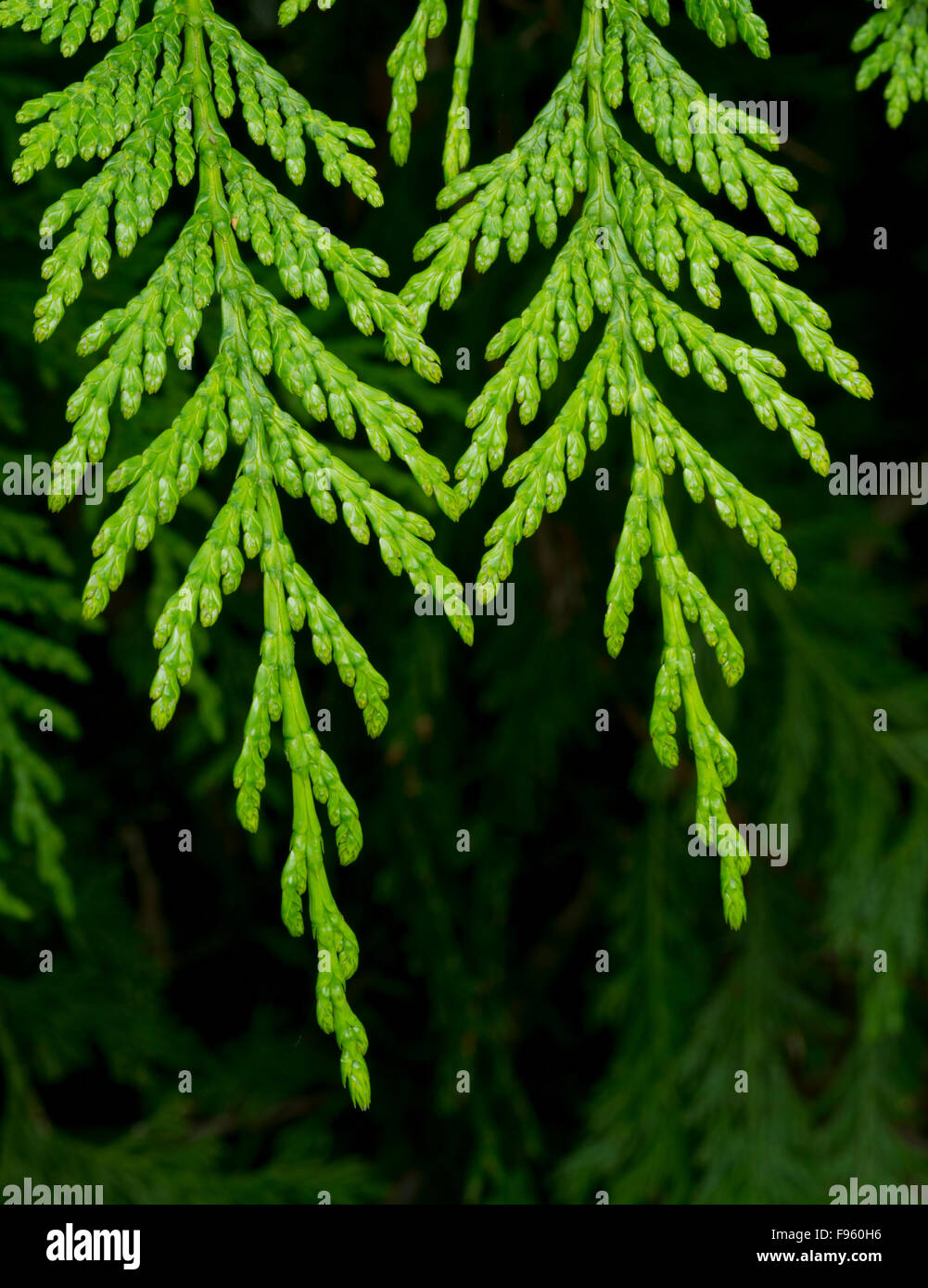 Thuja plicata, commonly called western or Pacific red cedar, British Columbia, Canada Stock Photo