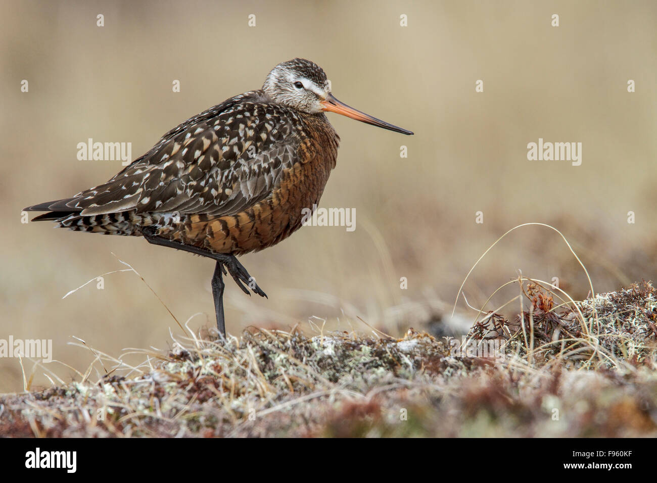 Hudsonian godwit hi-res stock photography and images - Alamy