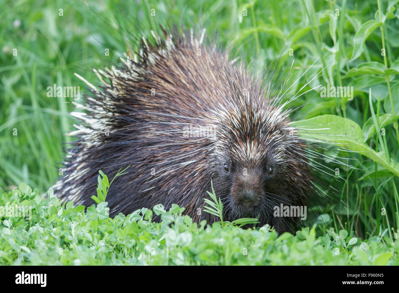A Porcupine in southern Ontario, Canada. Stock Photo