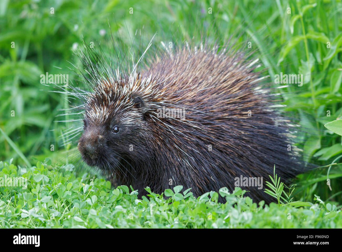 A Porcupine in southern Ontario, Canada. Stock Photo